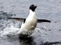 Adélie Penguin