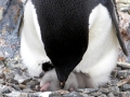 Adélie Penguin