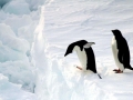 Adélie Penguin