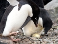 Adélie Penguin