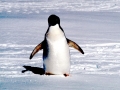 Adélie Penguin