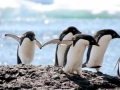 Adélie Penguin