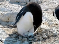 Adélie Penguin