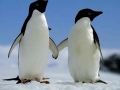 Adélie Penguin