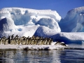Adélie Penguin