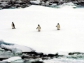 Adélie Penguin