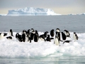 Adélie Penguin
