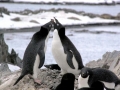Adélie Penguin