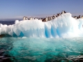 Adélie Penguin
