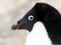 Adélie Penguin