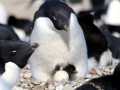Adélie Penguin