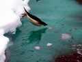 Adélie Penguin