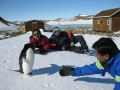 Adélie Penguin