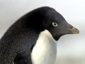 Adélie Penguin