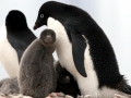 Adélie Penguin