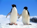 Adélie Penguin