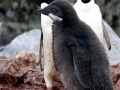 Adélie Penguin