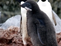 Adélie Penguin
