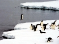 Adélie Penguin