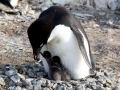 Adélie Penguin