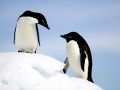 Adélie Penguin