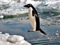 Adélie Penguin