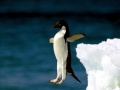 Adélie Penguin
