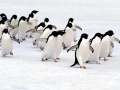 Adélie Penguin
