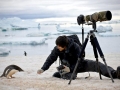 Adélie Penguin