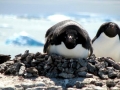 Adélie Penguin