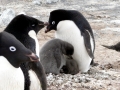 Adélie Penguin