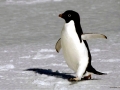 Adélie Penguin