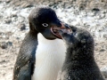 Adélie Penguin