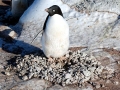 Adélie Penguin
