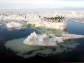 Adélie Penguin