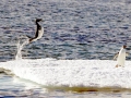 Adélie Penguin