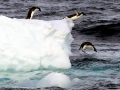 Adélie Penguin