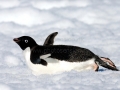 Adélie Penguin