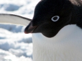 Adélie Penguin