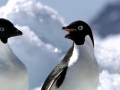 Adélie Penguin