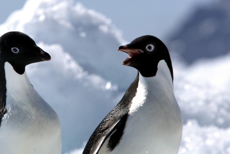 Adélie Penguin