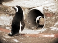 African Penguin