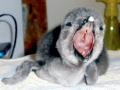 African Penguin