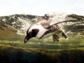 African Penguin