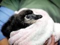 African Penguin