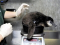 African Penguin