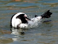 African Penguin