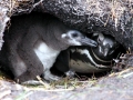 African Penguin