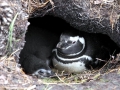 African Penguin