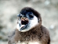 African Penguin